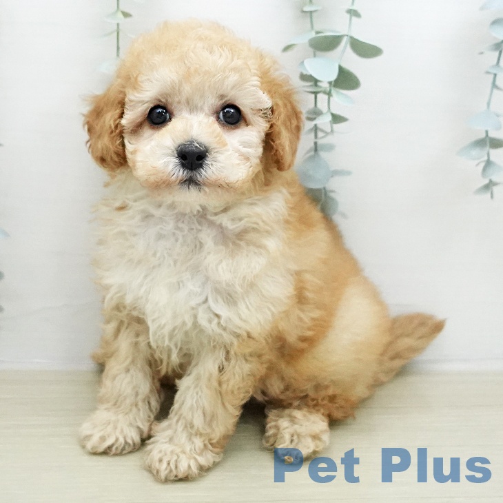 トイ・プードル