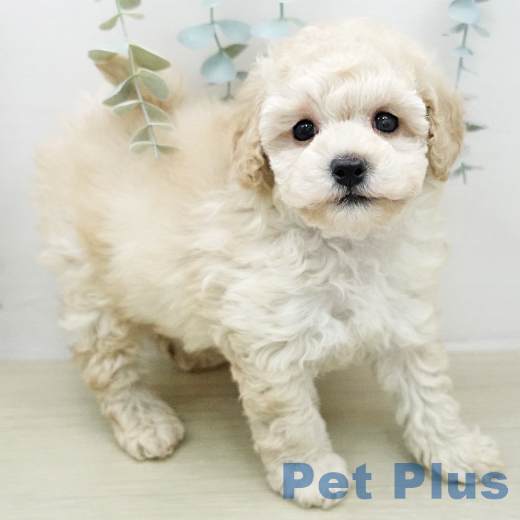 埼玉県のトイプードル(トイ) (ペットプラス 浦和美園店/2026年1月16日生まれ/男の子/クリーム)の子犬