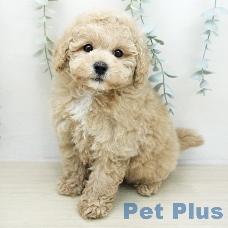 トイ・プードル