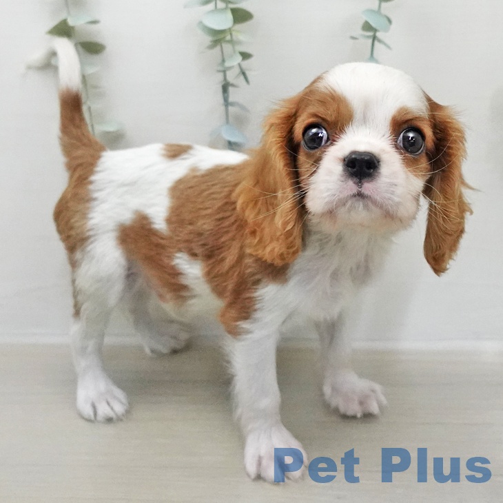 キャバリア・キングチャールズ・スパニエル