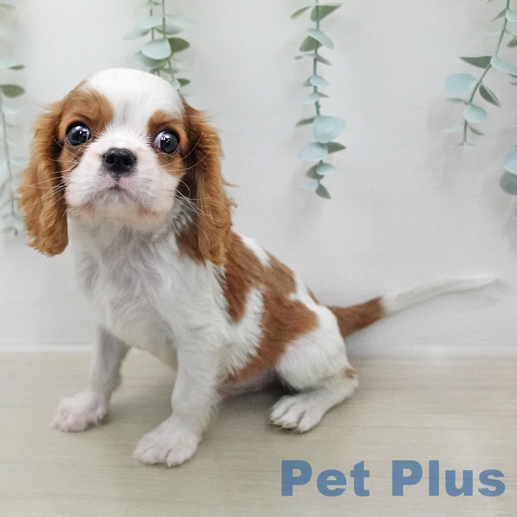 キャバリア・キングチャールズ・スパニエルの写真2