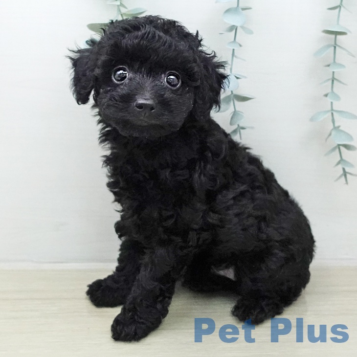 福島県のトイプードル(トイ) (ペットプラス 福島店/2026年1月11日生まれ/女の子/ブラック)の子犬の1枚目の画像