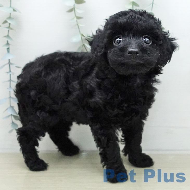 福島県のトイプードル(トイ) (ペットプラス 福島店/2026年1月11日生まれ/女の子/ブラック)の子犬の2枚目の画像