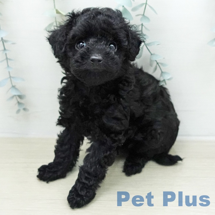 トイ・プードル