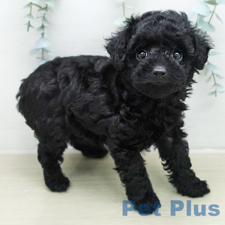 トイ・プードルの写真2