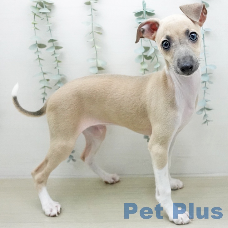 イタリアン・グレーハウンド