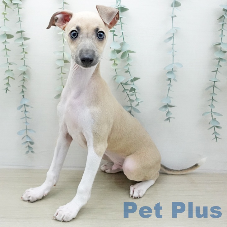 イタリアン・グレーハウンド