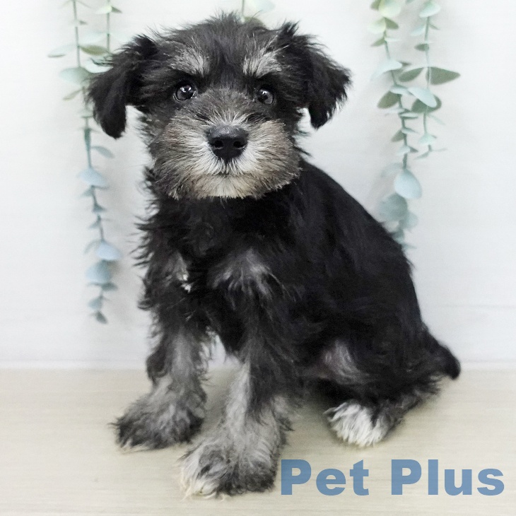 山形県のミニチュアシュナウザー (ペットプラス 天童店/2026年1月8日生まれ/女の子/ブラックシルバー)の子犬の1枚目の画像