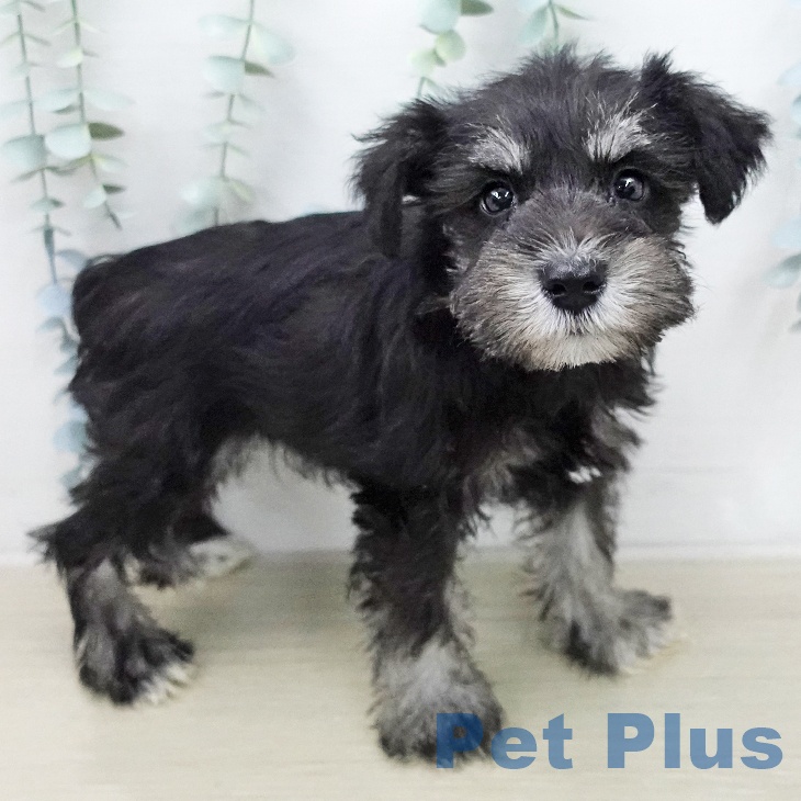 山形県のミニチュアシュナウザー (ペットプラス 天童店/2026年1月8日生まれ/女の子/ブラックシルバー)の子犬の2枚目の画像