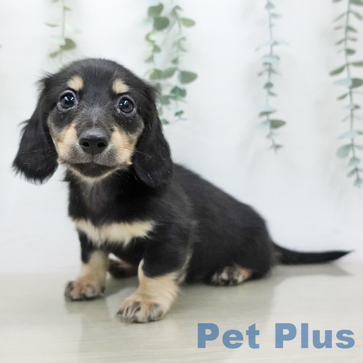 ミニチュア・ダックスフンド