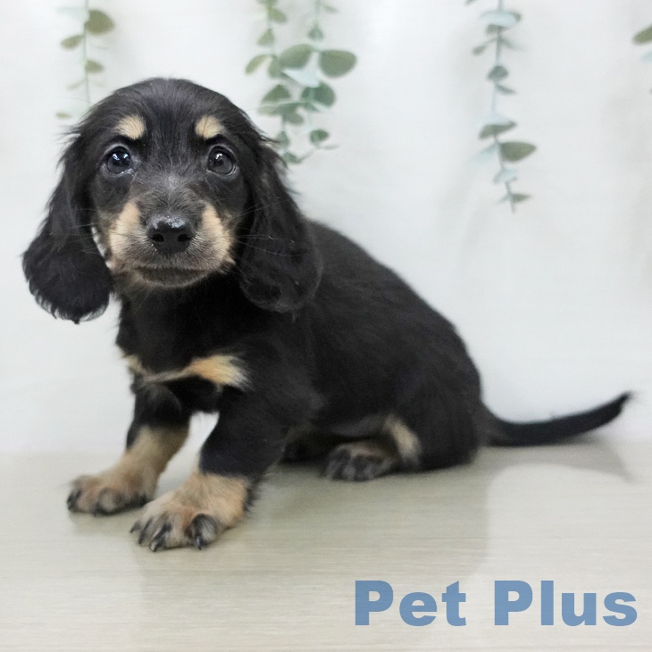 ミニチュア・ダックスフンド