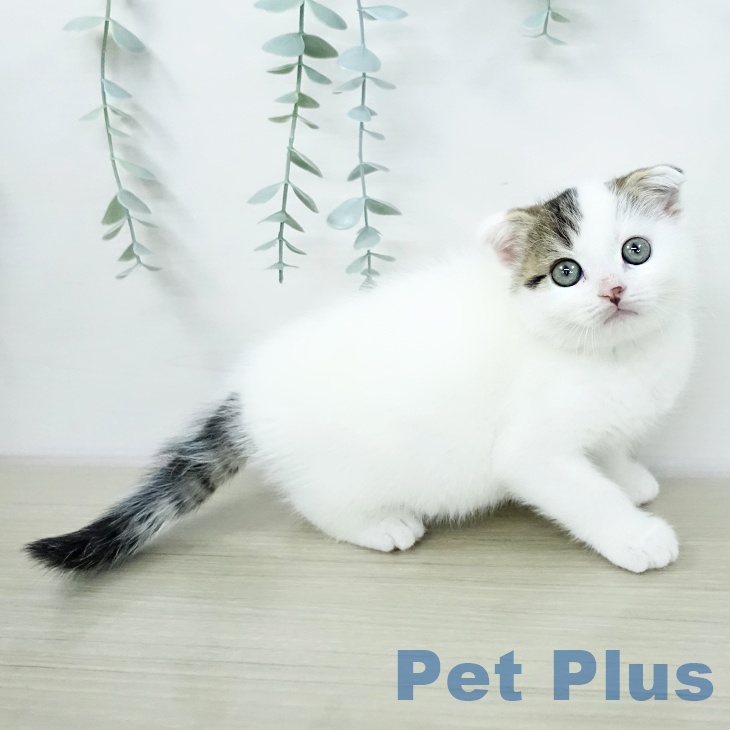 スコティッシュフォールド