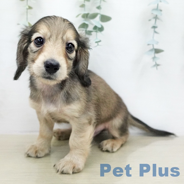 ミニチュア・ダックスフンドの写真2