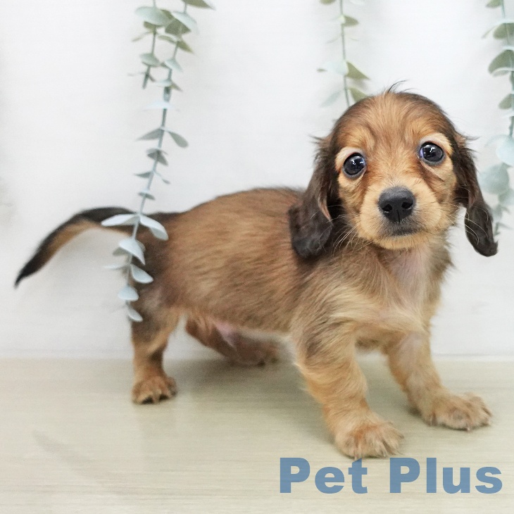 ミニチュア・ダックスフンドの写真2