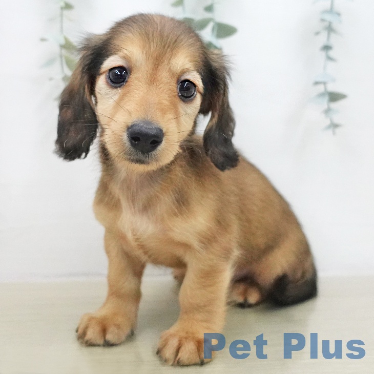 ミニチュア・ダックスフンド