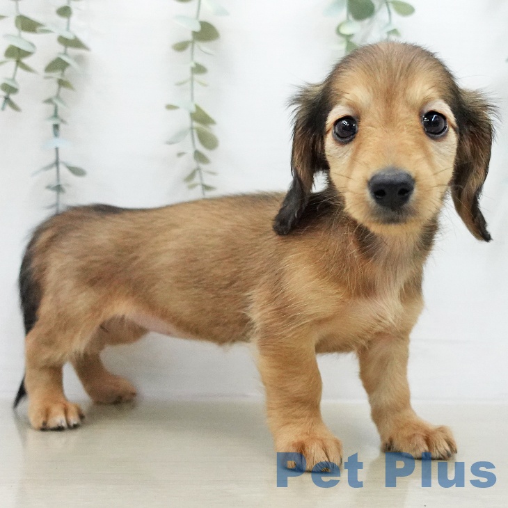 ミニチュア・ダックスフンドの写真2