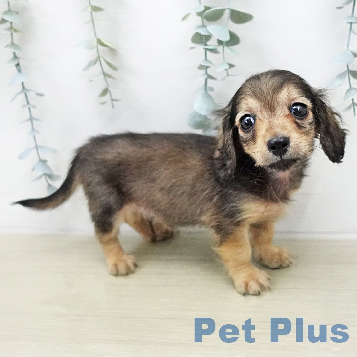 ミニチュア・ダックスフンド