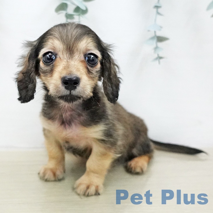 ミニチュア・ダックスフンドの写真2