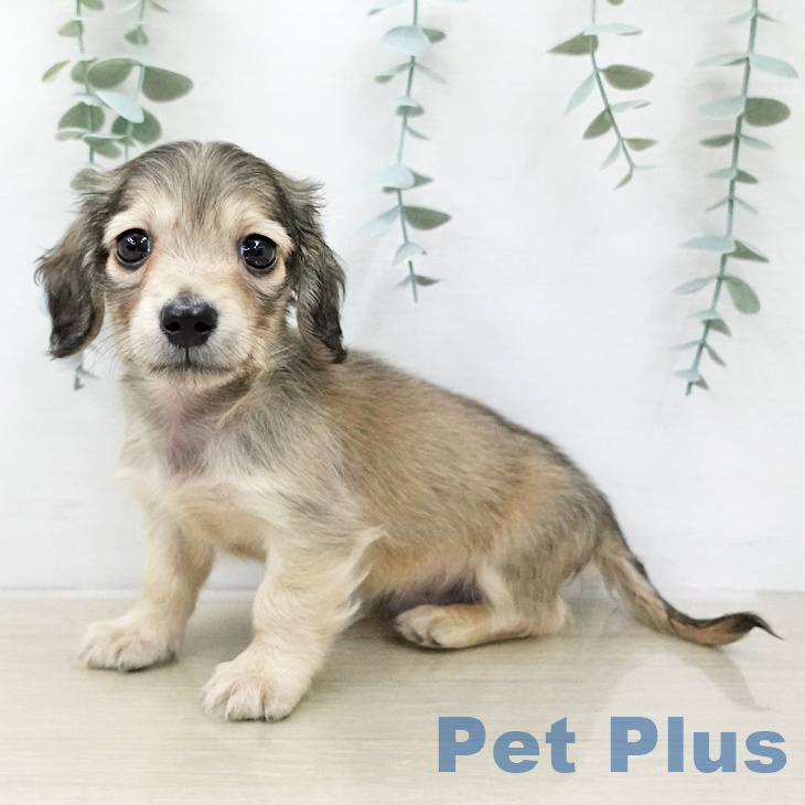 埼玉県のミニチュアダックスフンド(ロング) (ペッツワン 浦和美園店/2026年1月14日生まれ/男の子/シェーデットイエロー)の子犬