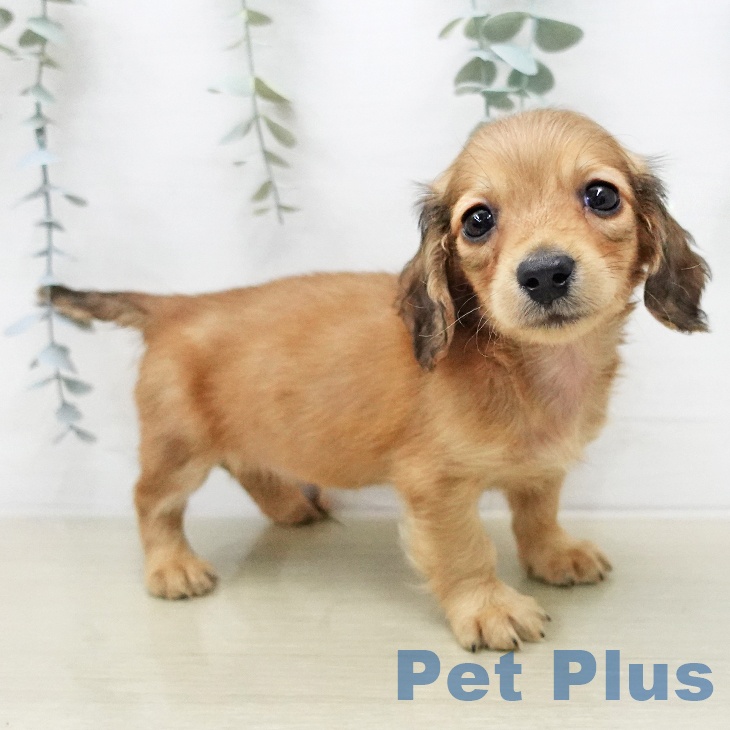 ミニチュア・ダックスフンド