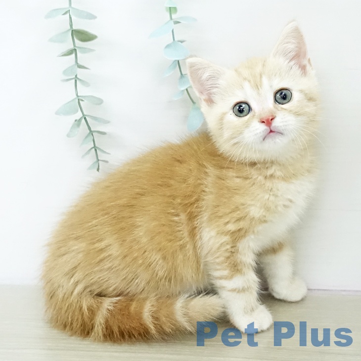 スコティッシュフォールド