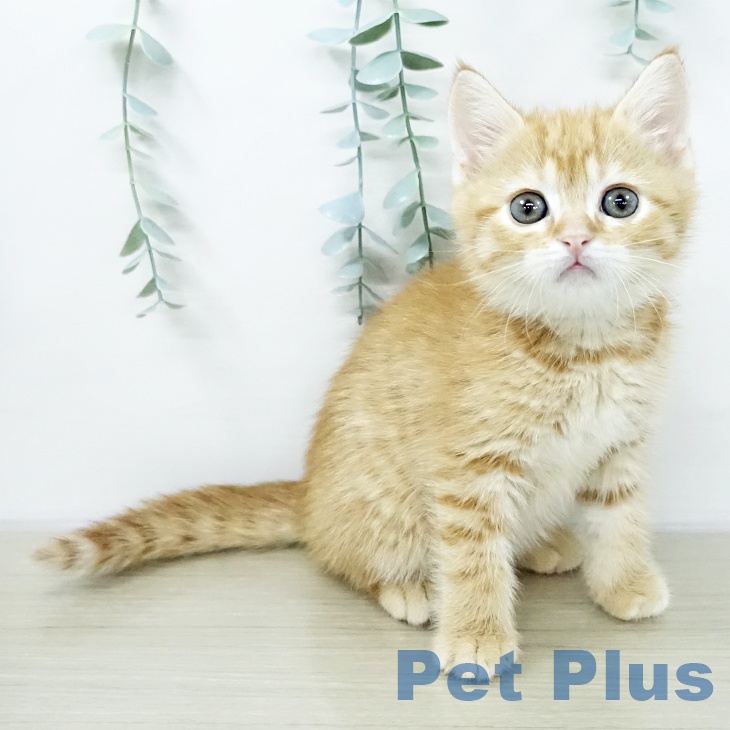 スコティッシュフォールド