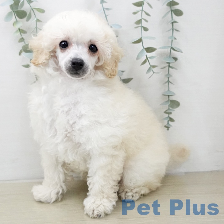 トイ・プードル