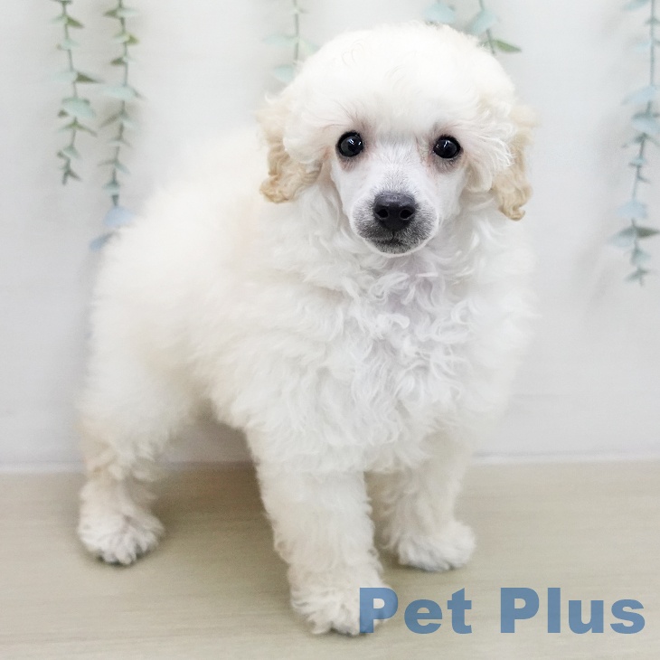 トイ・プードルの写真2