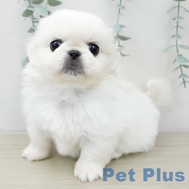 埼玉県のペキニーズ (ペットプラス コクーンシティ店/2026年1月16日生まれ/女の子/ホワイト)の子犬