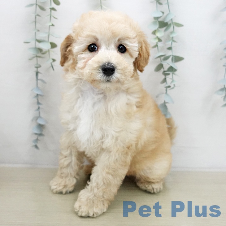 トイ・プードルの写真2