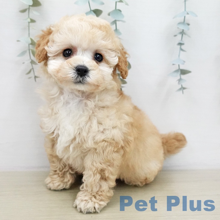 トイ・プードル