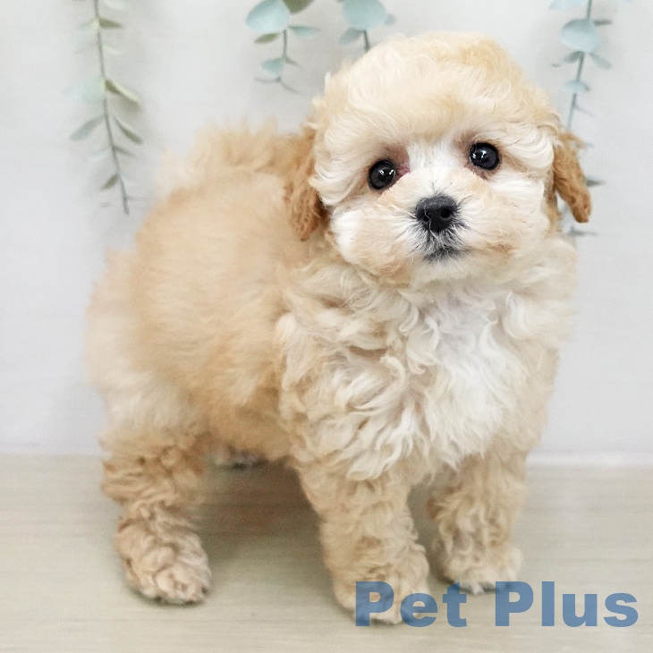 トイ・プードルの写真2