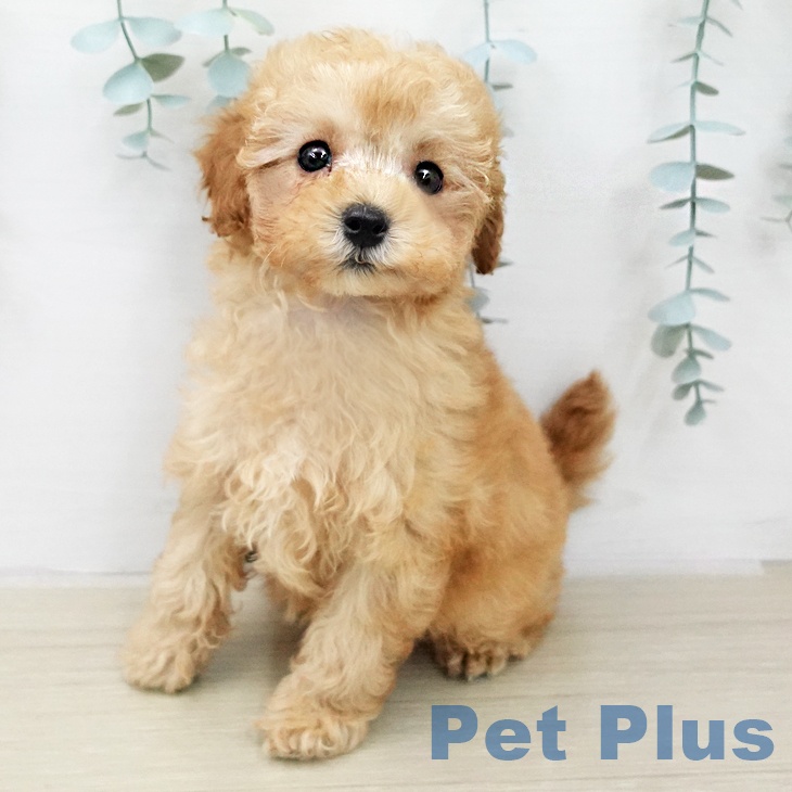 トイ・プードル