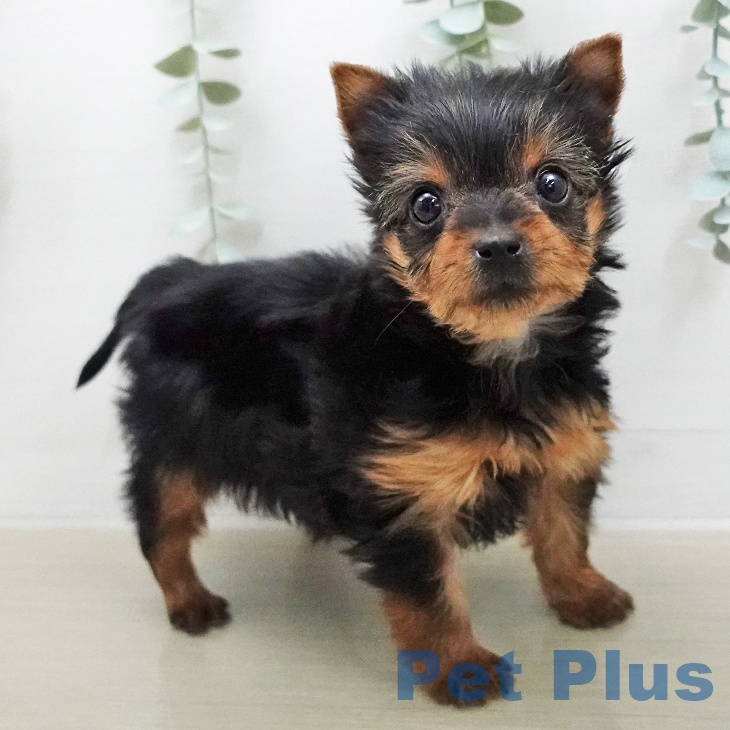 山梨県のヨークシャーテリア (ペットプラス 甲府昭和店/2026年1月15日生まれ/女の子/スチールブルータン)の子犬の1枚目の画像