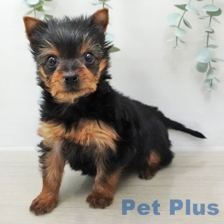 山梨県のヨークシャーテリア (ペットプラス 甲府昭和店/2026年1月15日生まれ/女の子/スチールブルータン)の子犬の2枚目の画像