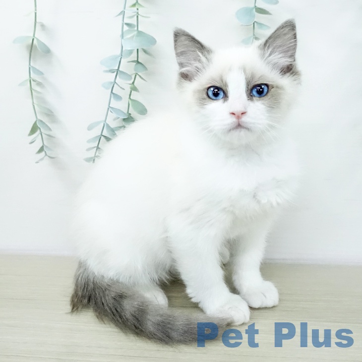 徳島県のラグドール (ペットプラス 徳島店/2025年12月27日生まれ/女の子/ブルーポイントバイカラー)の子猫の1枚目の画像