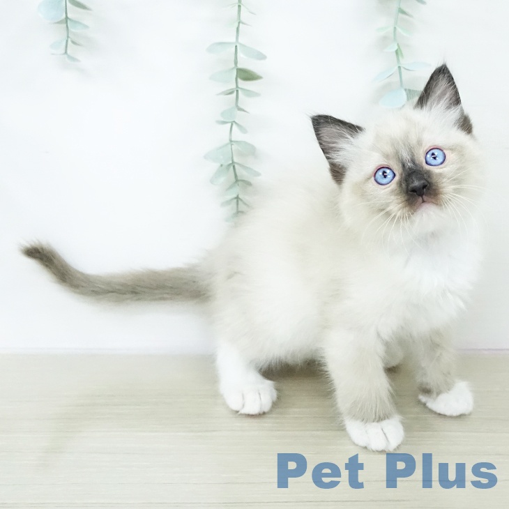 ラグドールの写真2