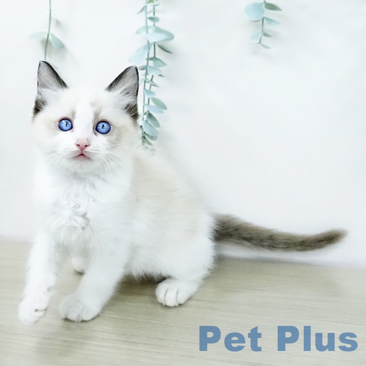 埼玉県のラグドール (ペットプラス 与野店/2026年1月16日生まれ/男の子/シールポイントバイカラー)の子猫