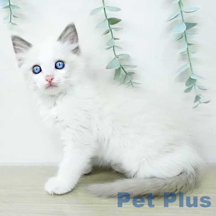 ラグドールの写真2