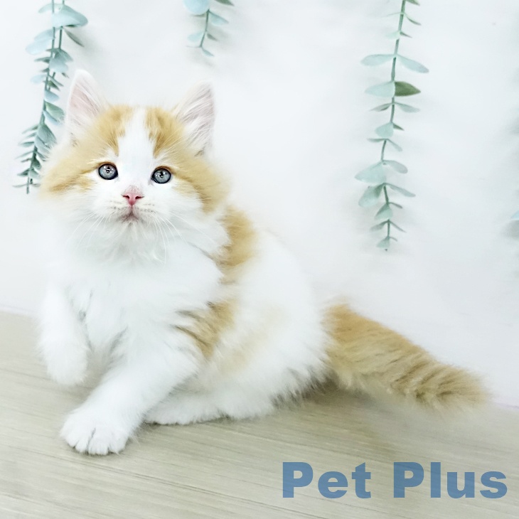 ラガマフィンの写真2