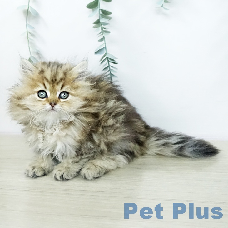 東京都のペルシャ (ペットプラス 板橋店/2026年1月12日生まれ/男の子/チンチラゴールデン)の子猫の1枚目の画像