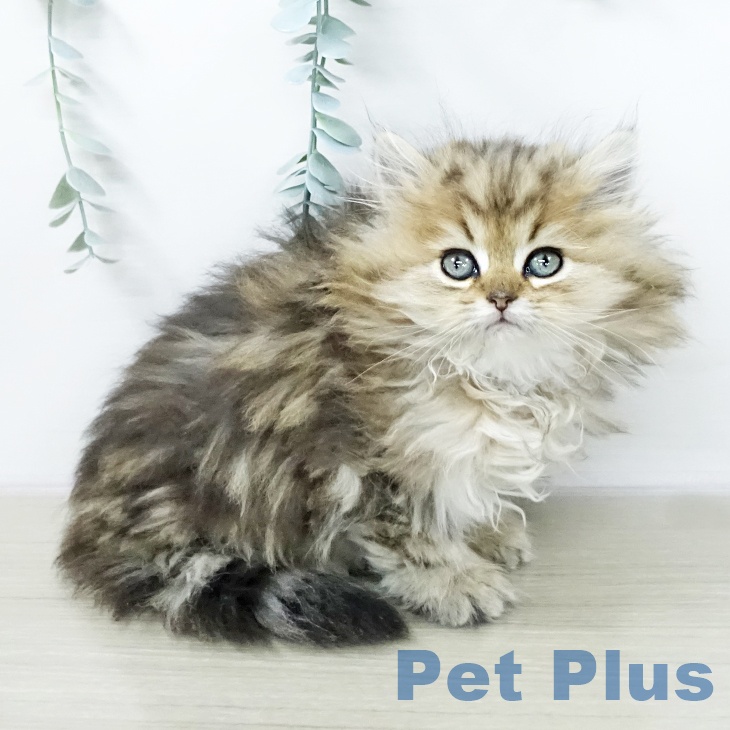 東京都のペルシャ (ペットプラス 板橋店/2026年1月12日生まれ/男の子/チンチラゴールデン)の子猫の2枚目の画像