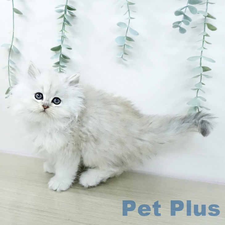 ペルシャの写真2