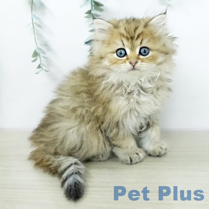 ペルシャの写真2