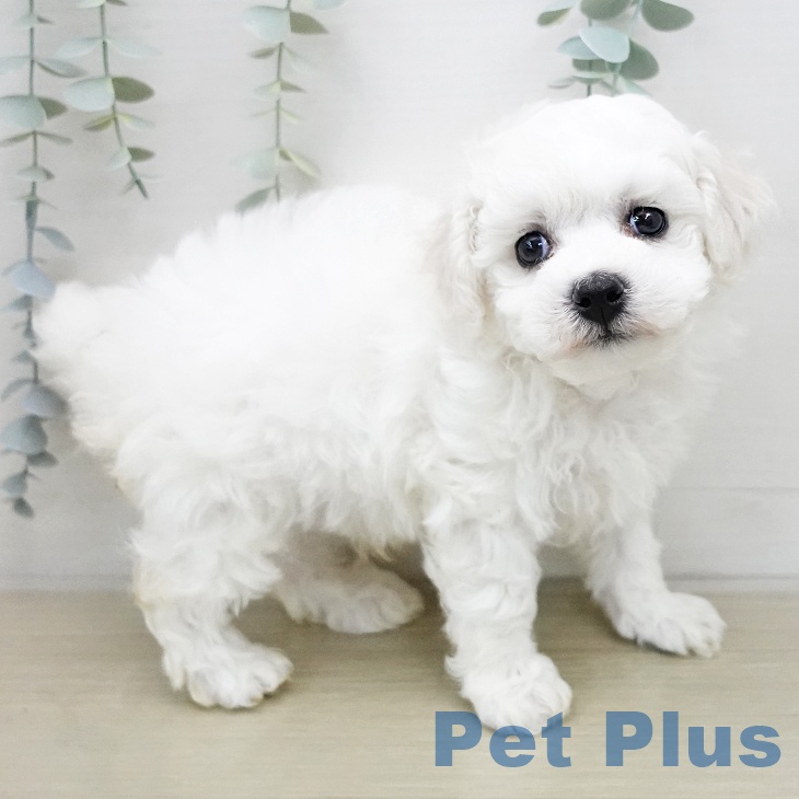 ビション・フリーゼの写真2