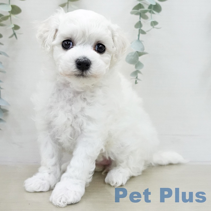 ビション・フリーゼ