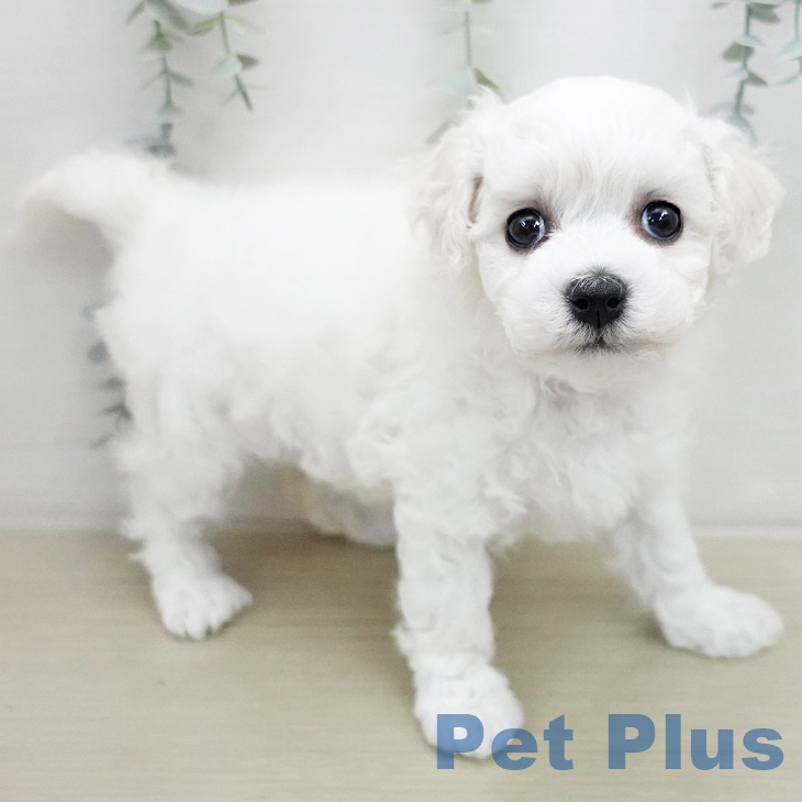 ビション・フリーゼの写真2