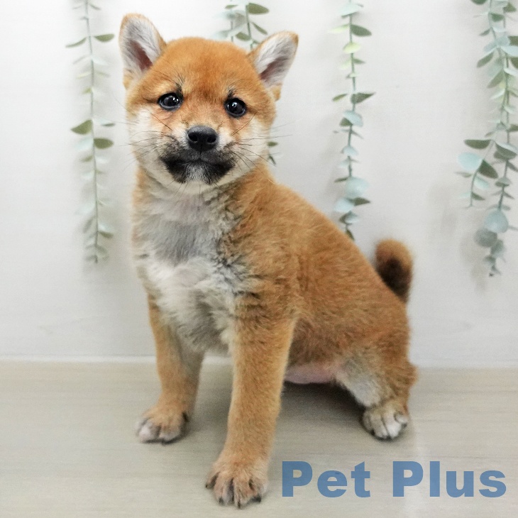 福岡県の柴犬(標準サイズ) (ペットプラス 小倉南店/2026年1月17日生まれ/男の子/赤)の子犬の1枚目の画像