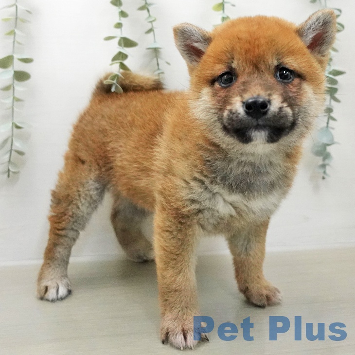 東京都の柴犬(標準サイズ) (ペットプラス 大井町トラックス店/2026年1月17日生まれ/女の子/赤)の子犬の1枚目の画像