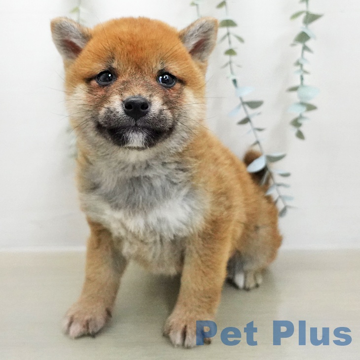 東京都の柴犬(標準サイズ) (ペットプラス 大井町トラックス店/2026年1月17日生まれ/女の子/赤)の子犬の2枚目の画像